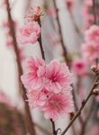 娇艳粉色桃花绽放枝头