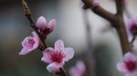 枝头绽放的粉嫩桃花