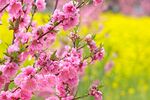 粉色桃花