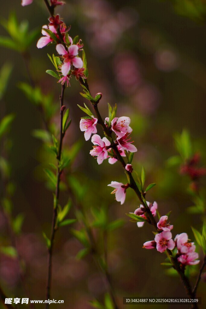 桃花绽放