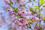 粉色桃花