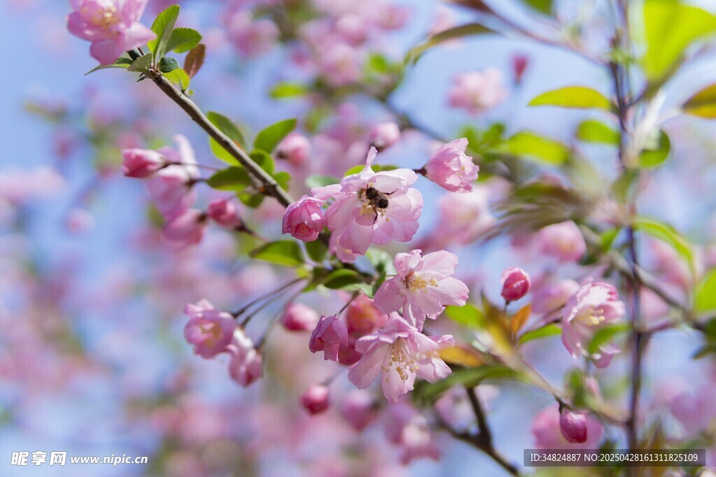 粉色桃花