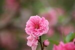 娇艳粉色桃花特写