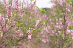 粉色桃花 