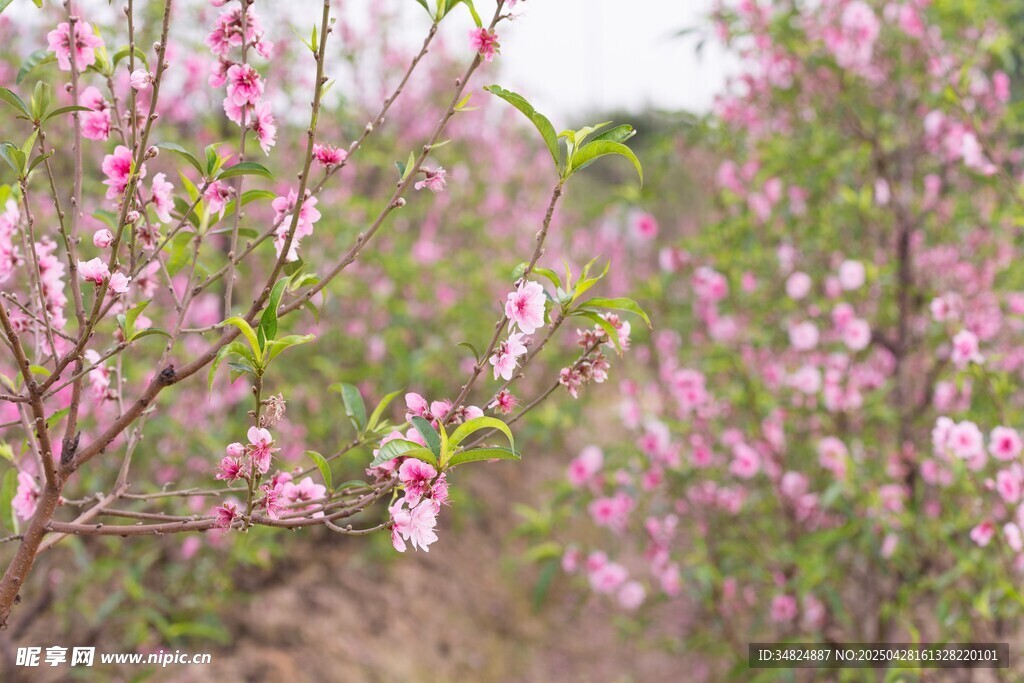粉色桃花 