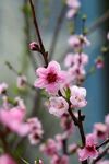 粉嫩桃花绽放枝头