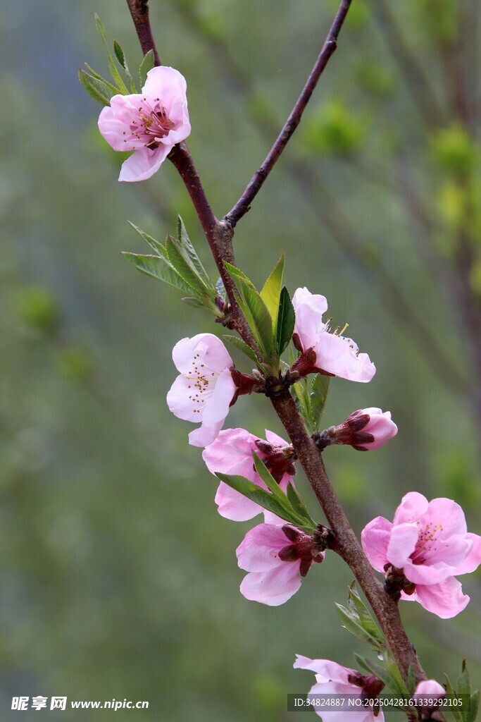 枝头绽放的粉嫩桃花