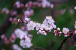 桃花绽放