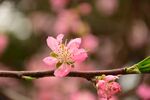 娇艳桃花枝头绽放