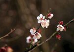 桃花绽放