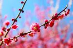 桃花绽放