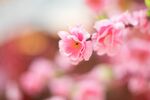 桃花绽放