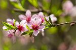 桃花绽放