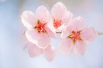 桃花绽放