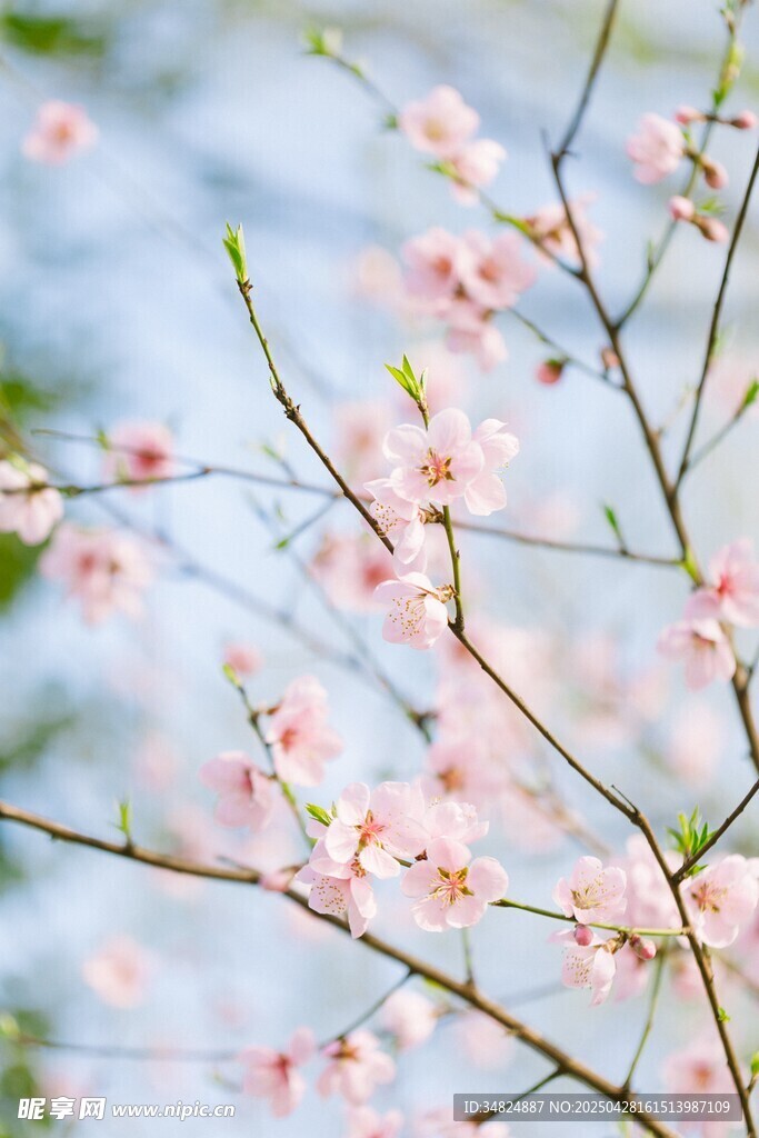 桃花绽放