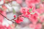 桃花绽放
