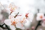 桃花绽放