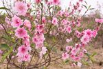 桃花绽放