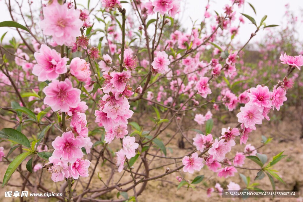 桃花绽放