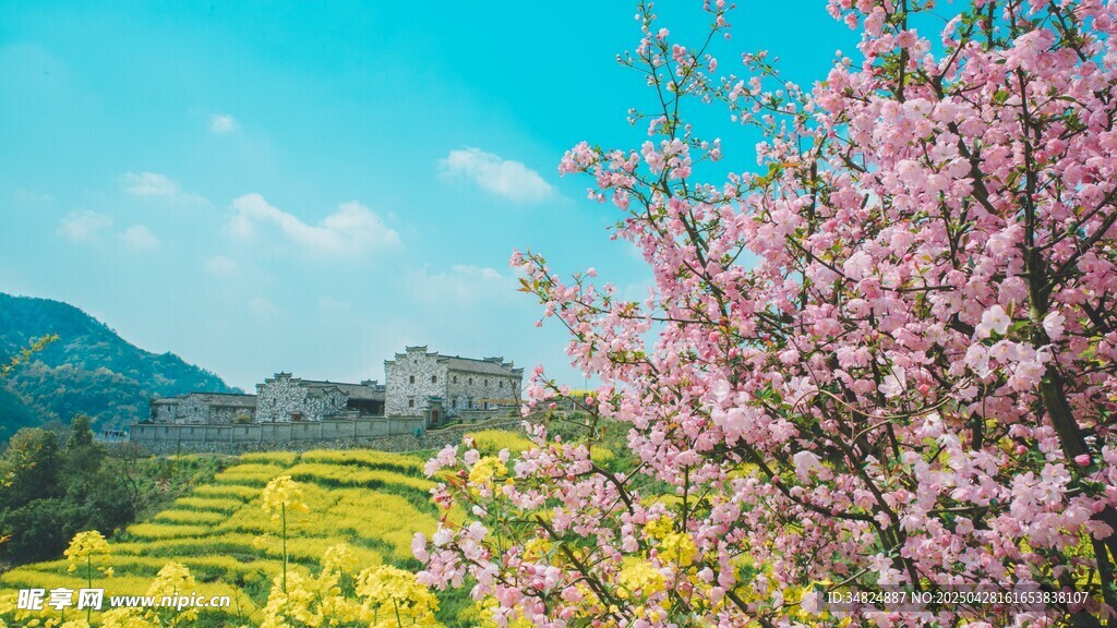 粉色桃花