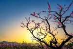 夕阳下绽放的烂漫桃花