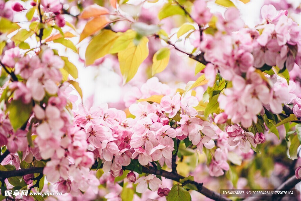桃花