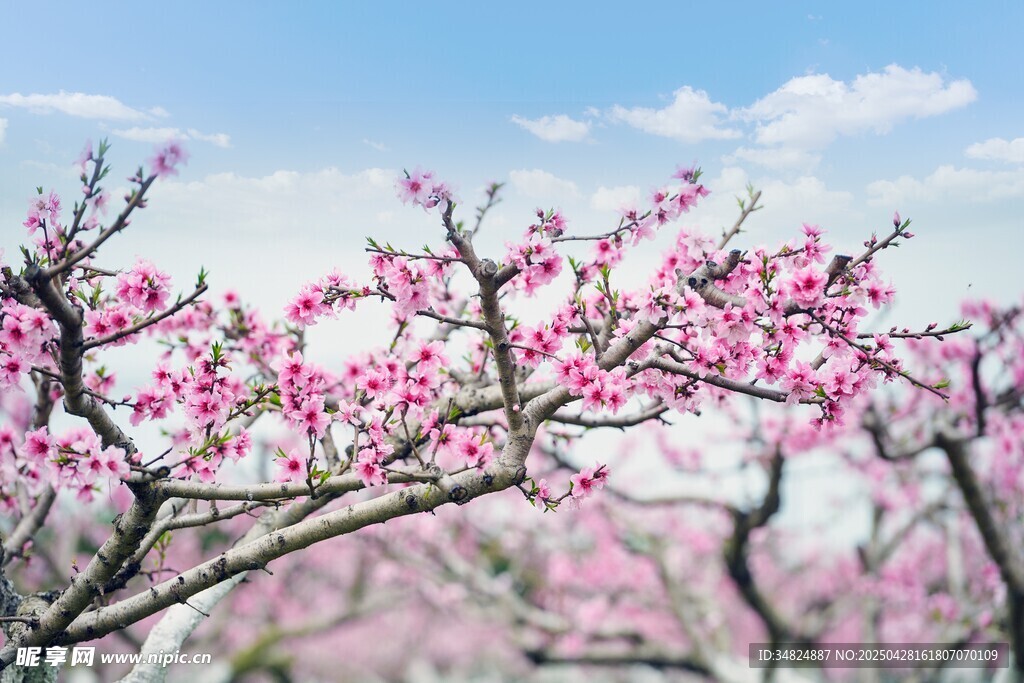 桃花