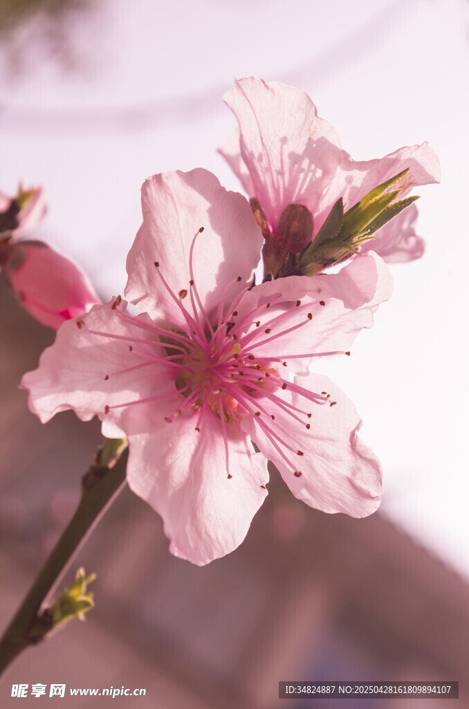 桃花