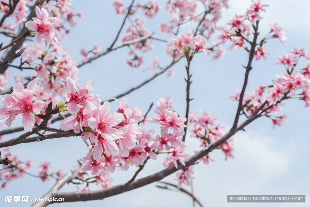 桃花