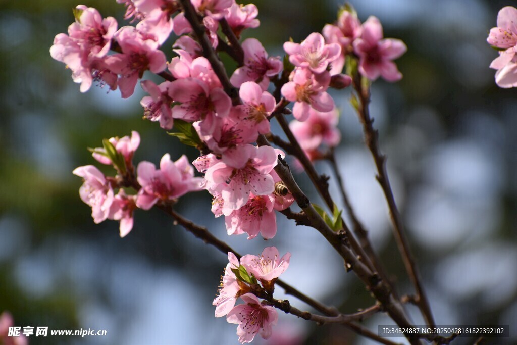 桃花
