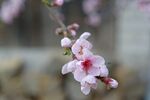 枝头粉嫩桃花绽放