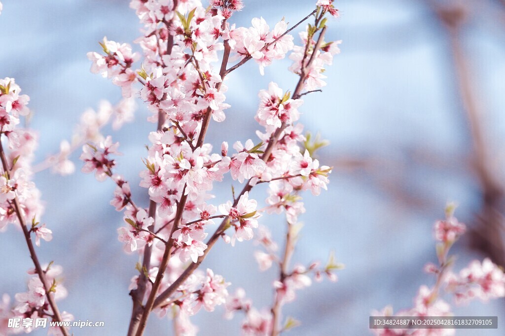 桃花