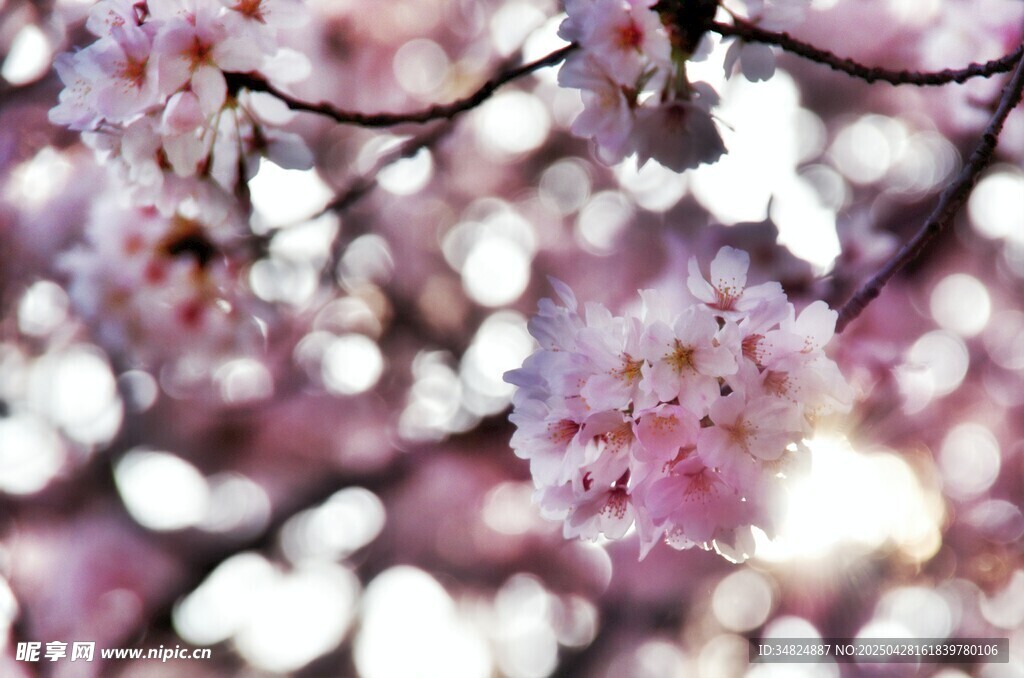 桃花