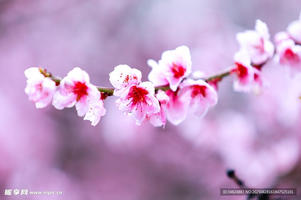 桃花