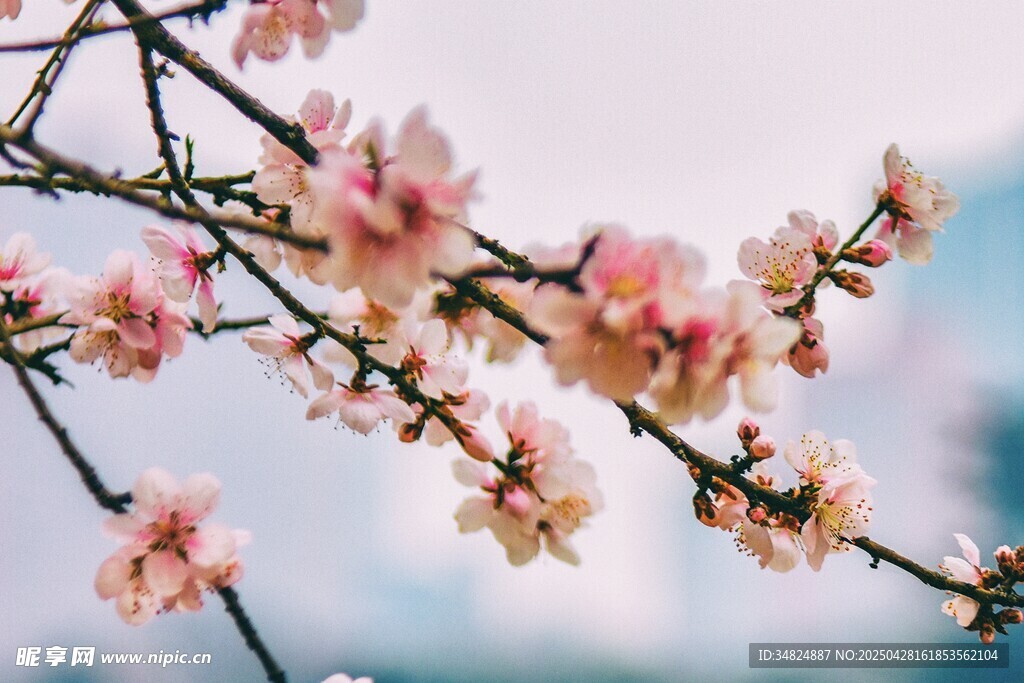 桃花