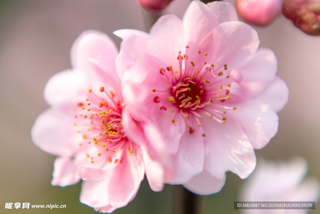 桃花