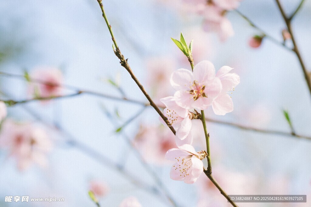 桃花