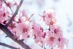 粉色桃花