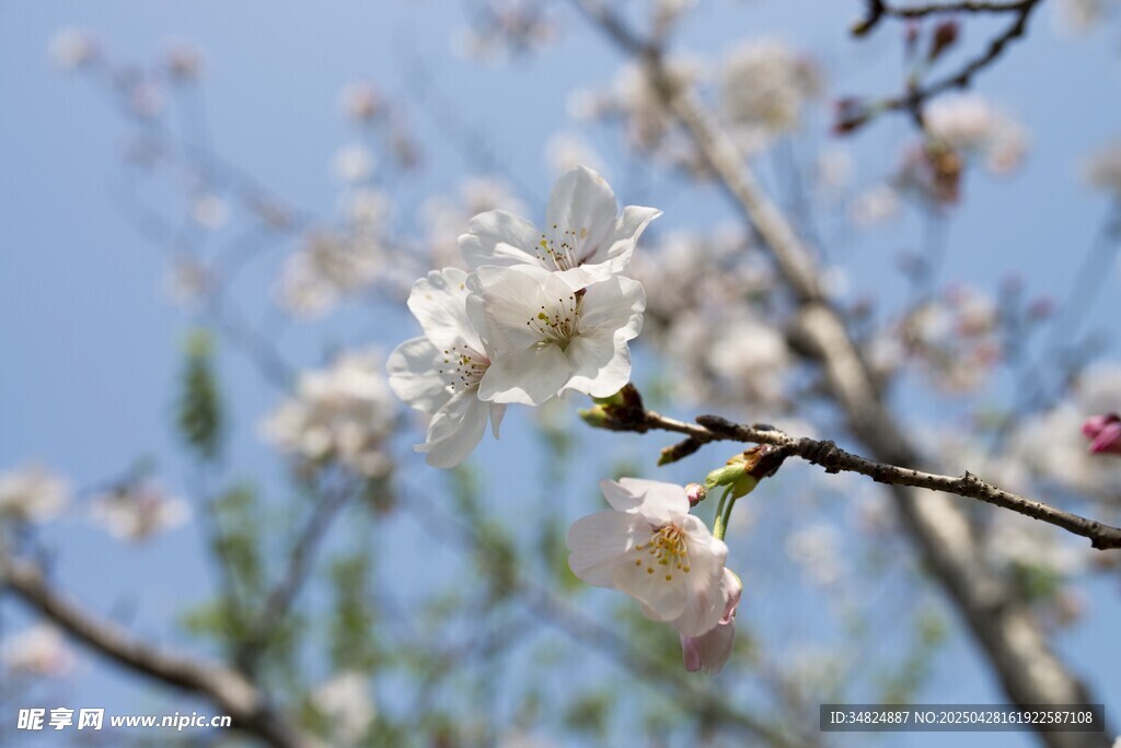 白色桃花