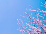 蓝天映衬下的粉嫩樱花枝