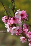 粉色桃花