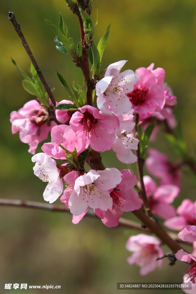 粉色桃花