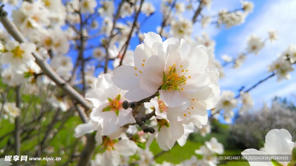 白色桃花
