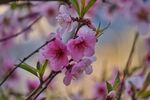 桃花盛开