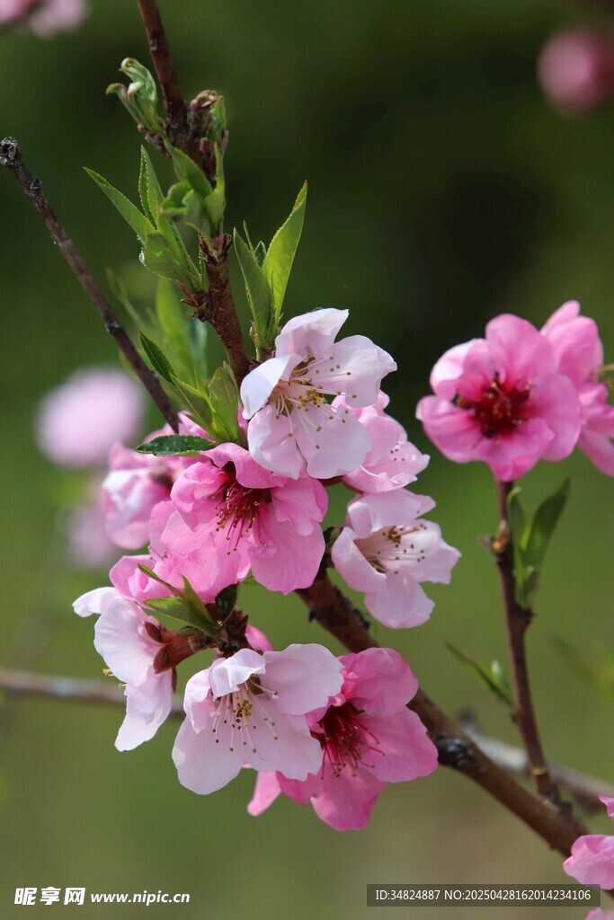 桃花盛开
