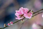 桃花盛开