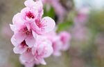 桃花盛开