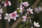 桃花盛开