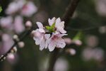 枝头绽放的粉嫩桃花