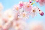 烂漫樱花绽放枝头